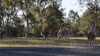 Sites and Sounds of Royal Australian Air Force Base Amberley [upl. by Knudson]