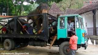 Elephants unload from Truck [upl. by Ednil]