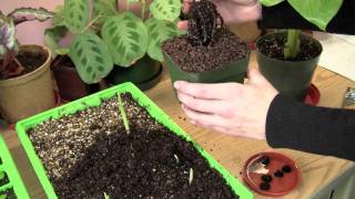 Growing Banana Plants From Seed [upl. by Daisey]