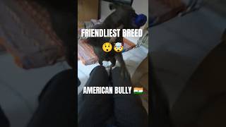 AMERICAN BULLY IN 🇮🇳 ARE🤯🗿 trending ytshorts viral dogs youtube [upl. by Yvan]