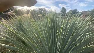 HUGE Yucca rostrata ‘Blue Velvet’ [upl. by Coombs47]