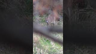 BUCKS ON THEIR FEET  October Bow Hunt hunting shorts viralvideo [upl. by Ailhat]