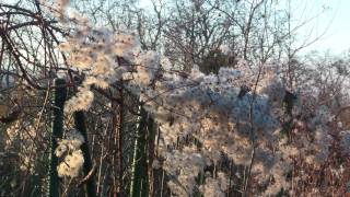 Spaziergang am Auweg und Auberg Bruchsal [upl. by Rebna744]