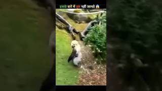 Itni dardnaak maut kaise 😱 animals youtubeshorts facts [upl. by Enylcaj875]