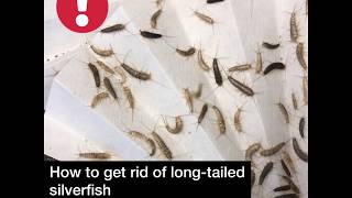 How to get rid of longtailed silverfish [upl. by Hanikas834]