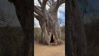 The bushmen home experience the unique lifestyle of Hadzabe tribe [upl. by Anirbus]