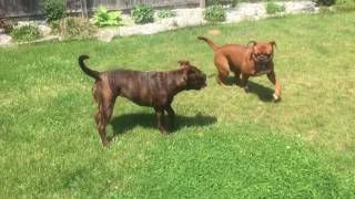 Rough play with his sister Piper  Ziggy the Leavitt Bulldog [upl. by Thebault]