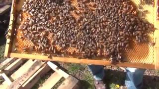 Beekeeping  How To Split A Bee Hive Part 2 [upl. by Elodie]