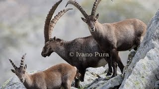 Caccia allo stambecco HD Hunting Alpine Ibex [upl. by Ahsinaw]