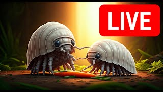 Live Stream  Isopods grazing on a carrot [upl. by Eerrehc]