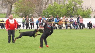 IDC Dobermann World Championship 2023 II Slovakia [upl. by Kathlene]