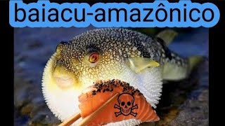 BAIACUAMAZÔNICOColomesus asellus [upl. by Aitam958]