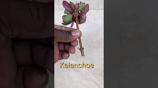 Kalanchoe How to Propagate cuttings shorts kalanchoes [upl. by Chesna]