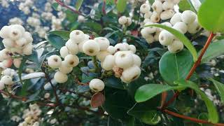 Yakul maran Tree Syzygium zeylanicum [upl. by Shevlo359]