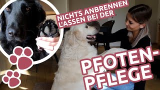 Pfotenpflege beim Hund – Krallen schneiden amp Pfotenfell trimmen [upl. by Eelamme]