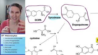Melanocyte 4 Melanogenesis [upl. by Noeled]