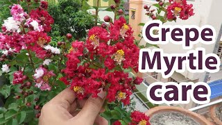 Growing Crepe Myrtle Crepe Myrtle Plant Care  Furush  Jarul [upl. by Rolanda]