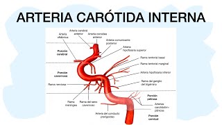 ARTERIA CARÓTIDA INTERNA ✅ [upl. by Zimmermann]