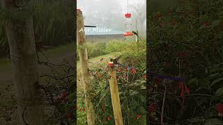 IMPOSSIBLE HUMMINGBIRD Flyingfeeding slow motion Violettailed Sylph hummingbirdfeeder viral [upl. by Ramed254]