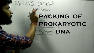 Packing of DNA in Prokaryotic Cell [upl. by Blackmore254]