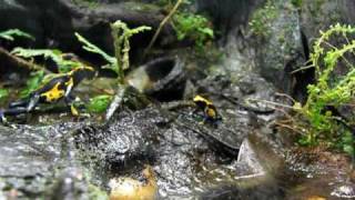 Dendrobates Tinctorius Feeding 3 [upl. by Akcir]