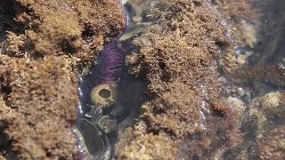 Little Corona del Mar Beach Tide Pools and Great Walks [upl. by Georgena]