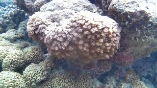 Goniopora commonly referred to as flowerpot coral or daisy coral [upl. by Oliva]