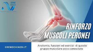 MUSCOLI PERONEI Anatomia funzioni ed esercizi [upl. by Enitsugua93]