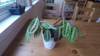 A Day in the Life of a Maranta [upl. by Fiorenza]