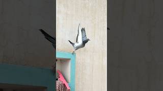 Qasid Pigeon  Racer Pigeon  Kabootar  Racing Pigeon  Bazi Wale Kabootar pigeon kabootar short [upl. by Aimal638]