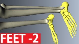 Foot Anatomy  Ankle Anatomy  Anatomy Tutorial Part 2 [upl. by Auberbach]