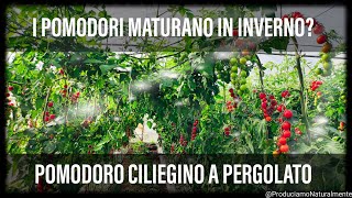 I Pomodori MATURI in inverno sono ARTIFICIALI 😨  Ecco il Pomodoro Ciliegino a Pergola 1×2 [upl. by Arremat]