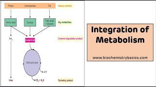 Integration of Metabolism  Integration Metabolism Biochemistry [upl. by Peursem]