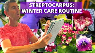 STREPTOCARPUS  WINTER CARE ROUTINE [upl. by Biel933]