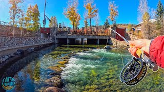 First Time Catching Kokanee Salmon Fly Fishing [upl. by Rodenhouse]