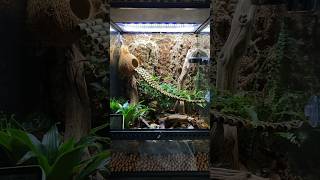 Coconut Bridge Bioactive Crested Gecko Vivarium [upl. by Annauj]