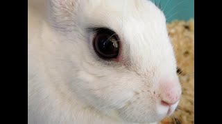 Effect of Drugs on Rabbit Eye Mydriasis and miosis activity [upl. by Nattie]