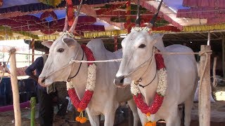 Handsome hallikar bullocks of Bidarahalli at Ghati Jatre [upl. by Ydnerb]