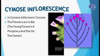 Inflorescence and its types cymose inflorescence [upl. by Einafets498]