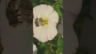 The small Hoverfly Eristalis nemorum feeding on a Bindweed flower [upl. by Cheadle]