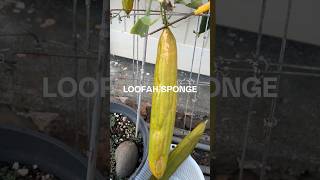 Homegrown Loofah Sponge [upl. by Yanaton]