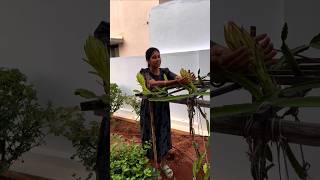 எங்கள் வீட்டு தோட்டத்தில் காய்த்த டிராகன் பழம்  Dragon Fruit Harvest  Happy gardening  shorts [upl. by Nerine]