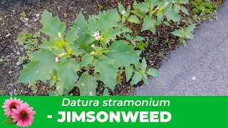 Jimsonweed Everything you need to know about Datura Stramonium Identification amp Removal [upl. by Mar]