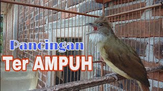 Cucak Jenggot Gacor Ter Ampuh untuk pancingan Cucak Jenggot Stresmacet bunyi [upl. by Gardiner]