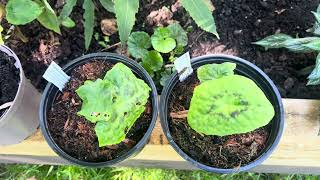 Podophyllum  Spotty Dotty and more [upl. by Anisor]