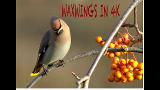 Waxwing Drinking [upl. by Yesnikcm]