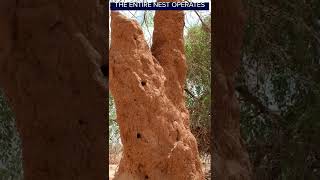 How Termite Mounds Inspire Modern Architecture  Wondrium Shorts [upl. by Hanah553]