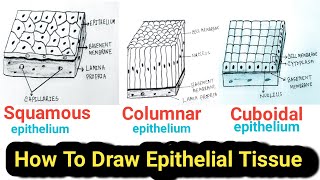 How to Draw Epithelial tissue Easy  Epithelial tissue drawing [upl. by Bettzel]