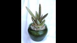 Simple Succulent Design Plant a Gasteraloe in Green Glass [upl. by Blondell450]