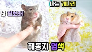 Hamster bedding dyeing 햄스터 베딩 해동지 염색하기 기침하는 햄스터를 위한 먼지가 적은 해동지 [upl. by Aamsa813]